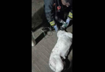 Bomberos rescataron a un perro de un incendio y tuvieron que darle oxígeno 