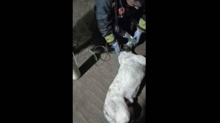 Bomberos rescataron a un perro de un incendio y tuvieron que darle oxígeno 