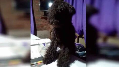 Denuncian a un bombero por matar a palazos a un perro