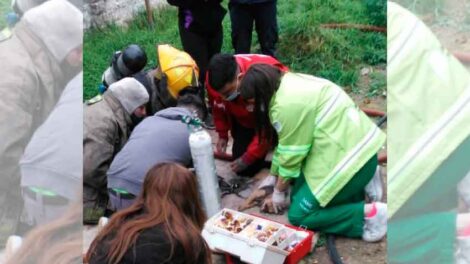 Bomberos de Quilmes reanimaron a las mascotas tras un incendio