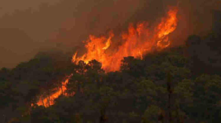 Muere un bombero en incendio forestal en Sierra Bermeja