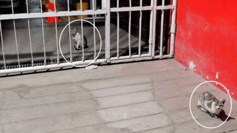 Suspenden a jefes de Compañía por presunta crueldad animal