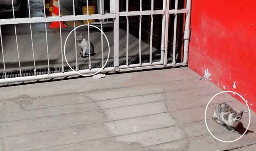 Suspenden a jefes de Compañía por presunta crueldad animal