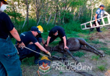 Bomberos rescatan a caballo que había caído en un pozo