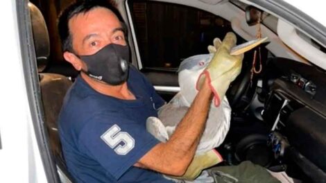 Bomberos de Ingeniero White rescataron y liberaron a una garza