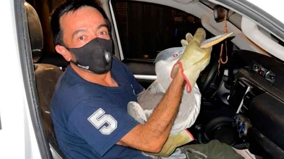 Bomberos de Ingeniero White rescataron y liberaron a una garza