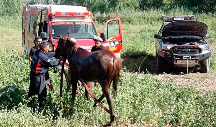 Bomberos de San Carlos rescatan un caballo que cayó en un arroyo