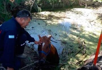 Bomberos de San Carlos rescatan un caballo que cayó en un arroyo