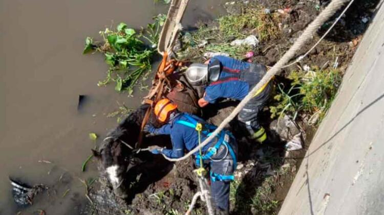Bomberos Voluntarios de Lomas de Zamora rescataron un caballo