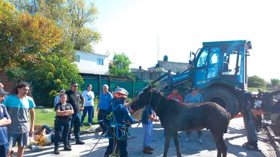 Bomberos Voluntarios de Lomas de Zamora rescataron un caballo
