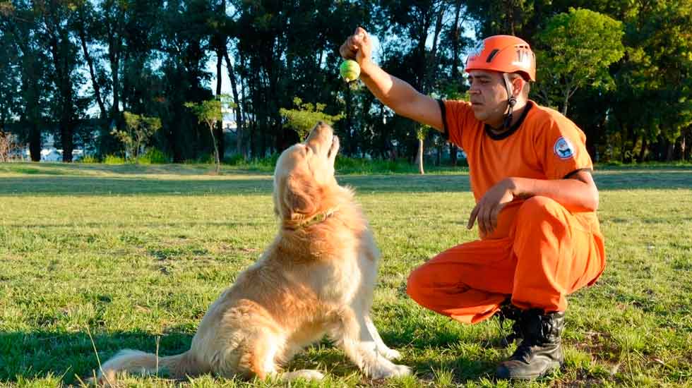 Bomberos: fallecieron dos perros del grupo de rescate K-9