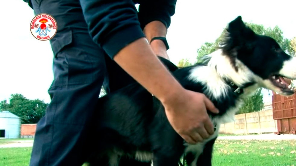 Bomberos presentaron a un nuevo integrante de la brigada K-9