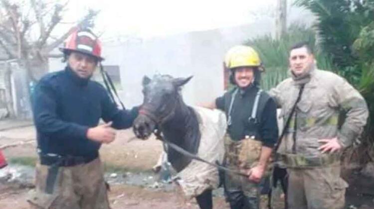Merlo: Bomberos rescataron a un caballo atrapado