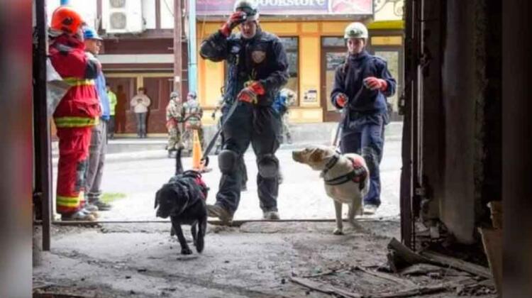 Tristeza en Ushuaia: murió Uma, la perra rescatista de Bomberos 2 abril