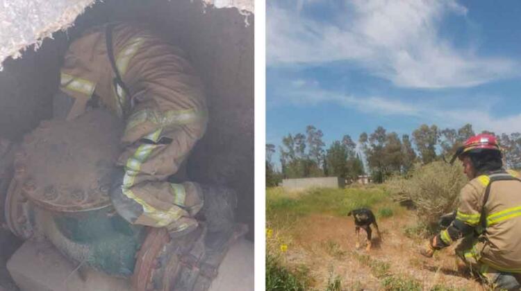 Bomberos rescataron a un perro que cayó dentro de una cámara subterránea