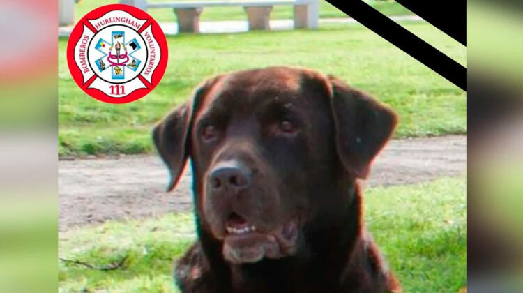 Murió el perro de rescate de Bomberos de Hurlingham