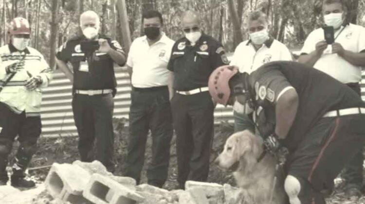 Después de 9 años de servicio muere perro rescatista de los Bomberos