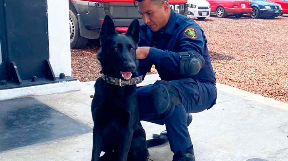 Bomberos CDMX preparan a perritos para labores de rescate