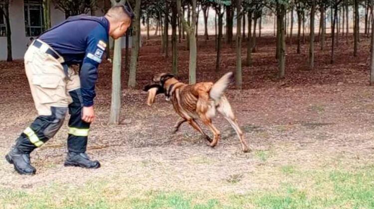 Kiana: la primera perra en una unidad de bomberos