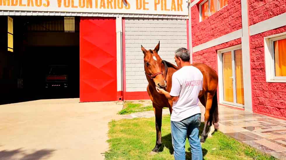 Recuperaron el caballo entrenado para buscar personas