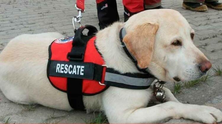 Murió la perra de rescate de Bomberos Voluntarios de Ushuaia