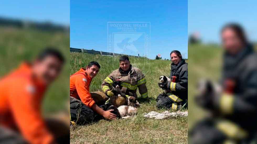 Bomberos rescataron a seis cachorritos que estaban en una alcantarilla