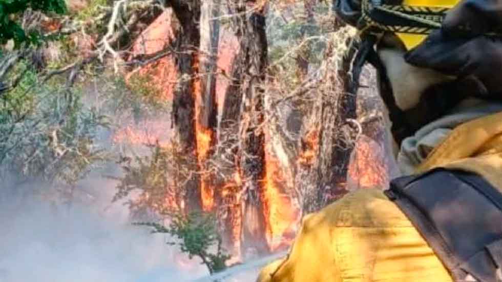 Dia 11: Informe del SNBV sobre los incendios forestales en Neuquén