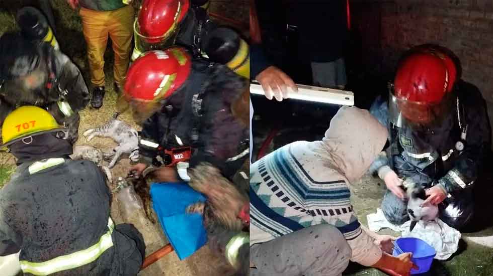 Bomberos de Almirante Brown reanimaron a cuatro animales tras incendio