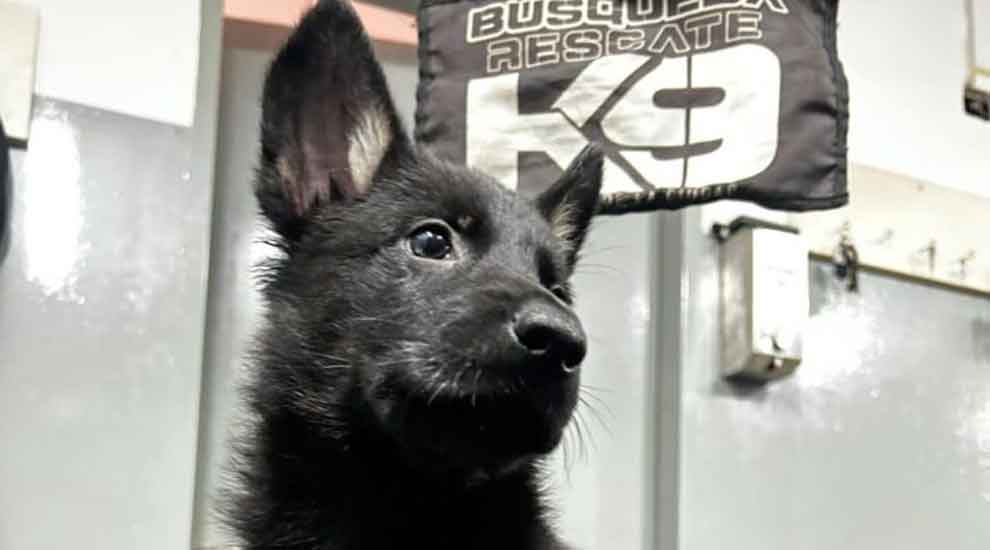 Búsqueda y Rescate K9