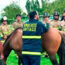 Curicó: Sesenta voluntarios se especializan en técnicas de rescate animal