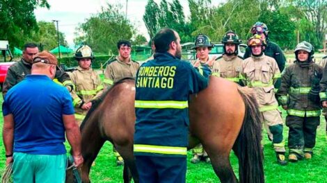 Curicó: Sesenta voluntarios se especializan en técnicas de rescate animal
