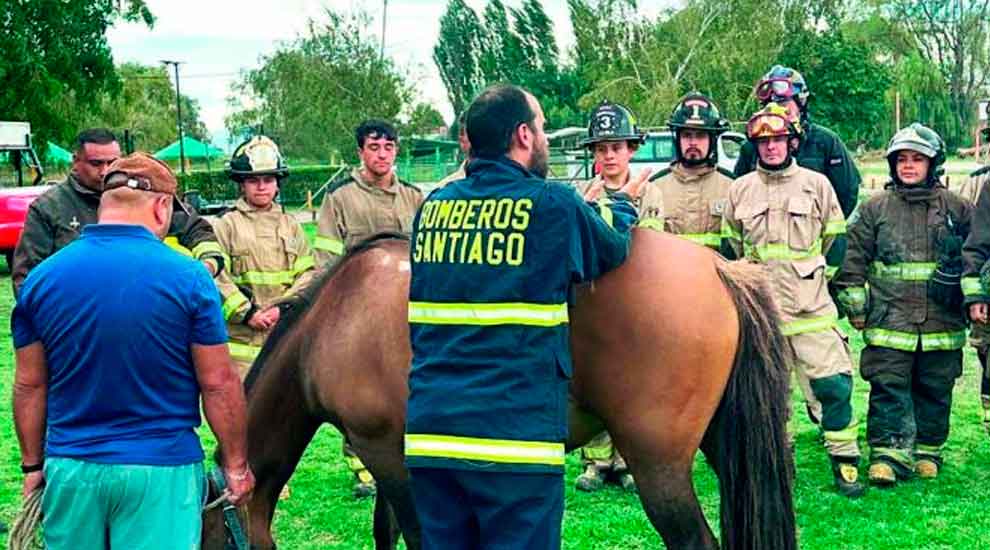 Curicó: Sesenta voluntarios se especializan en técnicas de rescate animal