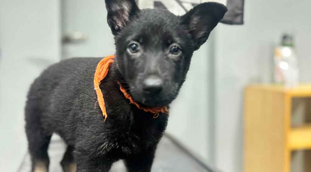 Búsqueda y Rescate K9