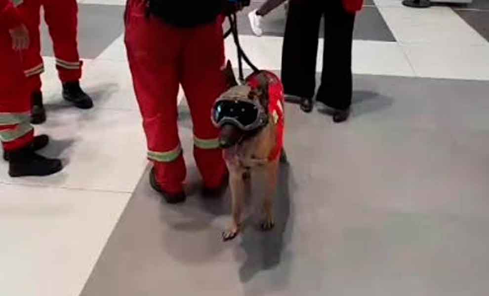 La perrita Kaira lideró el rescate de una mujer atrapada en un edificio colapsado