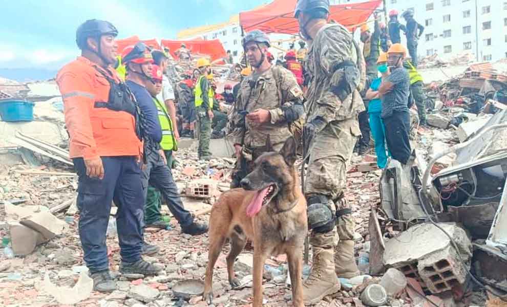 El perro "Bart" de la Armada Argentina localizó con vida a dos menores sepultados por el sismo en Venezuela